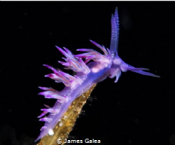 Nudibranch on Um El Faroud in Zurrieq, Malta by James Galea 